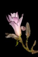 Magnolia_Kobus_Loberni